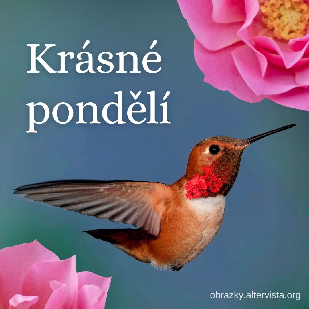 Kolibřík u růžových květů na modrém pozadí, přání krásného pondělí.